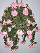 Large Geranium Hanging Basket (coral)