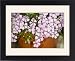 Framed Prints of Soapwort (Saponaria x olivaria) from Science Photo Library