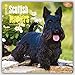 Scottish Terriers 2016 Square 12x12