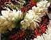 Hawaii Flowers Calendar 2016 - Hawaii island tropical flowers - beautiful photographs