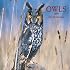 Owls 2009 Square Wall Calendar