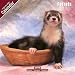 Kalender 2009 Frettchen - Ferrets -Europ�ischer Illtis