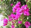 Bougainvillea Purple Queen, Five Gallon Topiary Patio Tree by Monrovia Growers