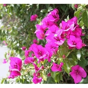 Pink Bougainvillea Perennial Flowers pink bougainvillea perennial flowers