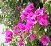 Bougainvillea Purple Queen, Five Gallon Topiary Patio Tree by Monrovia Growers