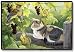   - Grapevine Secrets Calico Cat Doormat Mat Rug Home Decor