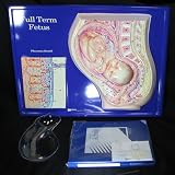 Full Term Fetus Model Activity Set