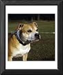 staffordshire bull terrier coat
