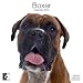 boxer10 - Boxers 2010 Wall Calendar AP30454