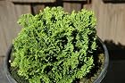 Chamaecyparis Obtusa Densa - Hinoki Cypress Tree - Pot Size #1 Gal.