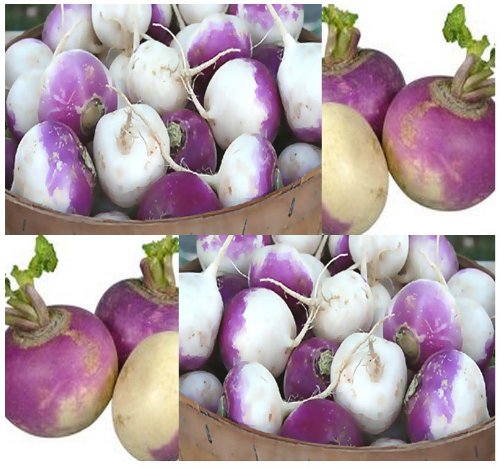 3,000 x PURPLE TOP WHITE GLOBE Turnip seeds - Flesh is tender, white and crisp. Can be eaten fresh or cooked like potatoes. The greens of this turnip contains even more nutrients than the roots - 50 Days 3,000 x PURPLE TOP WHITE GLOBE Turnip seeds - Flesh is tender, white and crisp. Can be eaten fresh or cooked like potatoes. The greens of this turnip contains even more nutrients than the roots - 50 Days