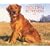 Golden Retrievers, For the Love of 2009 Deluxe Wall Calendar (Multilingual Edition)