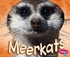 Meerkats