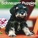   - Schnauzer Puppies 2009 Square Wall Calendar