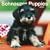 Schnauzer Puppies 2009 Square Wall Calendar (Multilingual Edition)