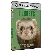Ferrets: Pursuit of Excellence