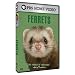 The Pursuit of Excellence: Ferrets