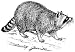 Pack of 4 14cm x 10cm Gloss Stickers Line Drawing Raccoon