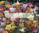 COLUMBINE McKANA Aquilegia McKana - - - 50 Flower Seeds - B001IKYQFG