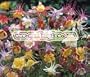 COLUMBINE McKANA Aquilegia McKana --- 50 Flower Seeds