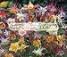 COLUMBINE McKANA Aquilegia McKana --- 50 Flower Seeds
