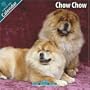 Chow Chow 2010 Wall Calendar #10028-10