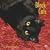 Black Cats 2010 Square Wall (Multilingual Edition)