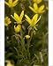 Photographic Prints of Marsh saxifrage from Ardea Wildlife Pets