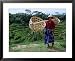 Rice Farmer with Baskets, Ubud, Indonesia People Framed Art Poster Print by Michael Coyne, 31x25