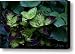Ground Cover Canvas Print / Canvas Art - Artist Joanne Smoley