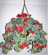 Red Geranium Frosted Leaf Hanging Basket
