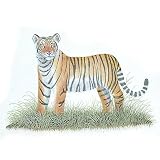 India Folk Paintings Miniatures Water Color Drawings