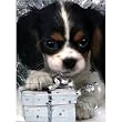 Christmas Puppy Advent Calendar (C728)