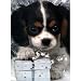 Christmas Puppy Advent Calendar (C728)