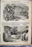 1849 VINTAGE TUSCANY GRAPE GATHERING CART WINE COW