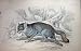 JARDINE c1839 GREY FOX NATIVE AMERICA WILD ANIMAL