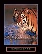 Excellence - Bengal Tiger, Motivational Poster