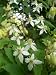 20 WHITE CLEMATIS / Virgins Bower / Love Vine Flower Seeds 20 WHITE CLEMATIS / Virgins Bower / Love Vine Flower Seeds