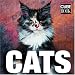 Cats (MiniCube) width=