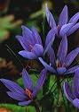 Saffron Crocus 10 Bulbs
