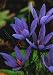 10 Saffron Crocus Bulbs-Rare Spice-Crocus Sativus