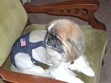Joybies Patriotic Denim Piddle Pants(tm) for XX Small Female Dog (Measuring 9-11 from Collar to Base of Tail)