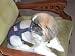 Joybies Patriotic Denim Piddle Pants for XX Small Female Dog (Measuring 9"-11" from Collar to Base of Tail)