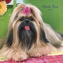 Shih Tzu 2008 Square Wall Calendar (German, French, Spanish and English Edition)