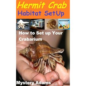 Hermit Crab Habitat Setup : Hermit Crab Care and Habitat Set-up