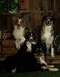 Australian Shepherd The Aussie Pack Print Poster Blue & Red Merle Black & Red Tri