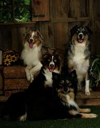 Australian Shepherd The Aussie Pack Print Poster Blue & Red Merle Black & Red Tri