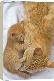 20 Inch Box Canvas (51cm) Cat - mother grooming kitten, licking bottom to clean away faeces by Ardea