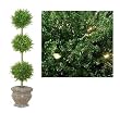 5' Pre-Lit Green Tinsel Triple Ball Potted Topiary Tree - Green Lights