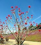 Naked Coral Tree 10 Seeds - Erythrina - Outdoors/Bonsai